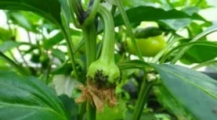 Як позбутися від aphid на перець